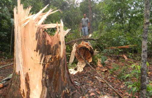 Windstorm damage in Amazon forest.