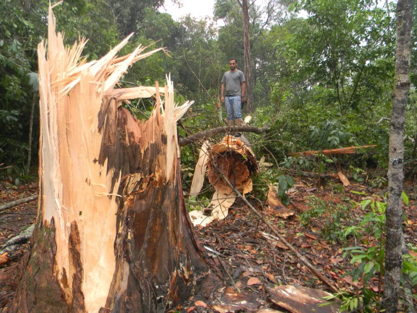 Windstorm damage in Amazon forest.