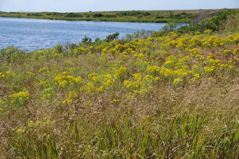 scenic sandplain grasslands