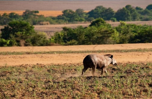 lowland tapir