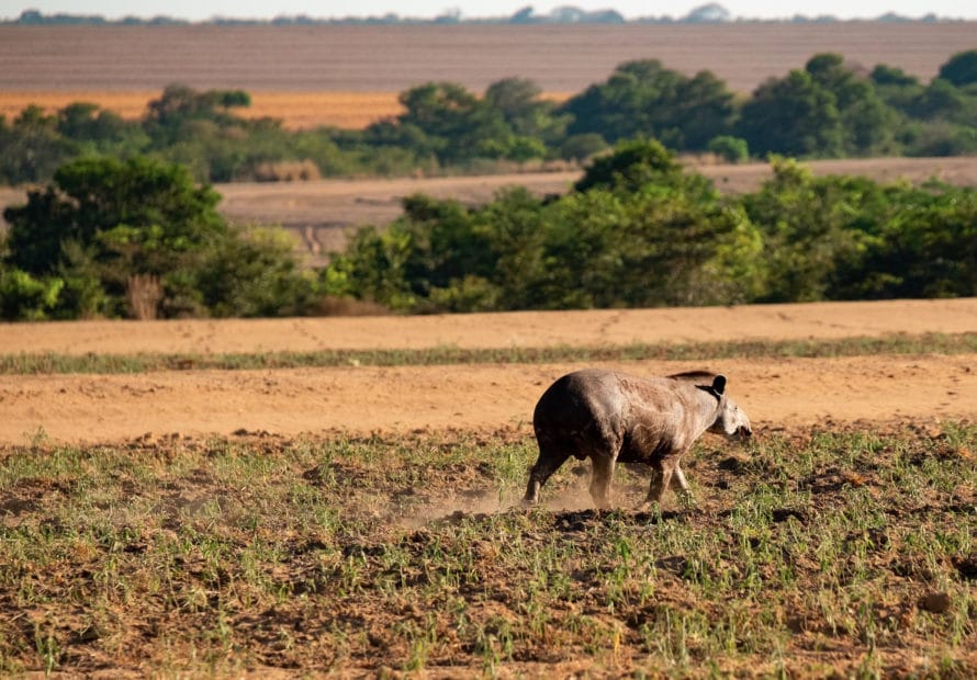 lowland tapir