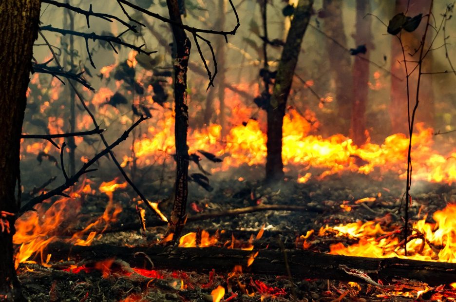 Tanguro ranch forest fire.