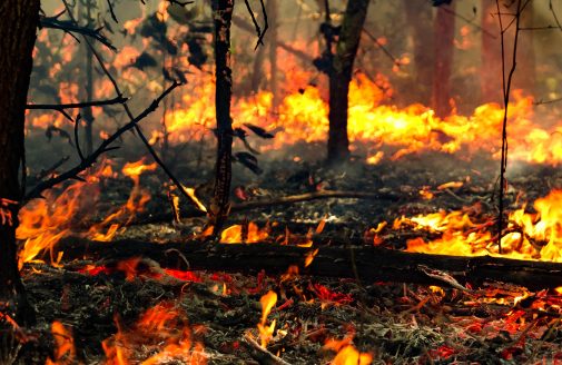 Close view of fire in Amazon forest.