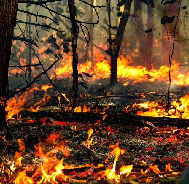 Close view of fire in Amazon forest.