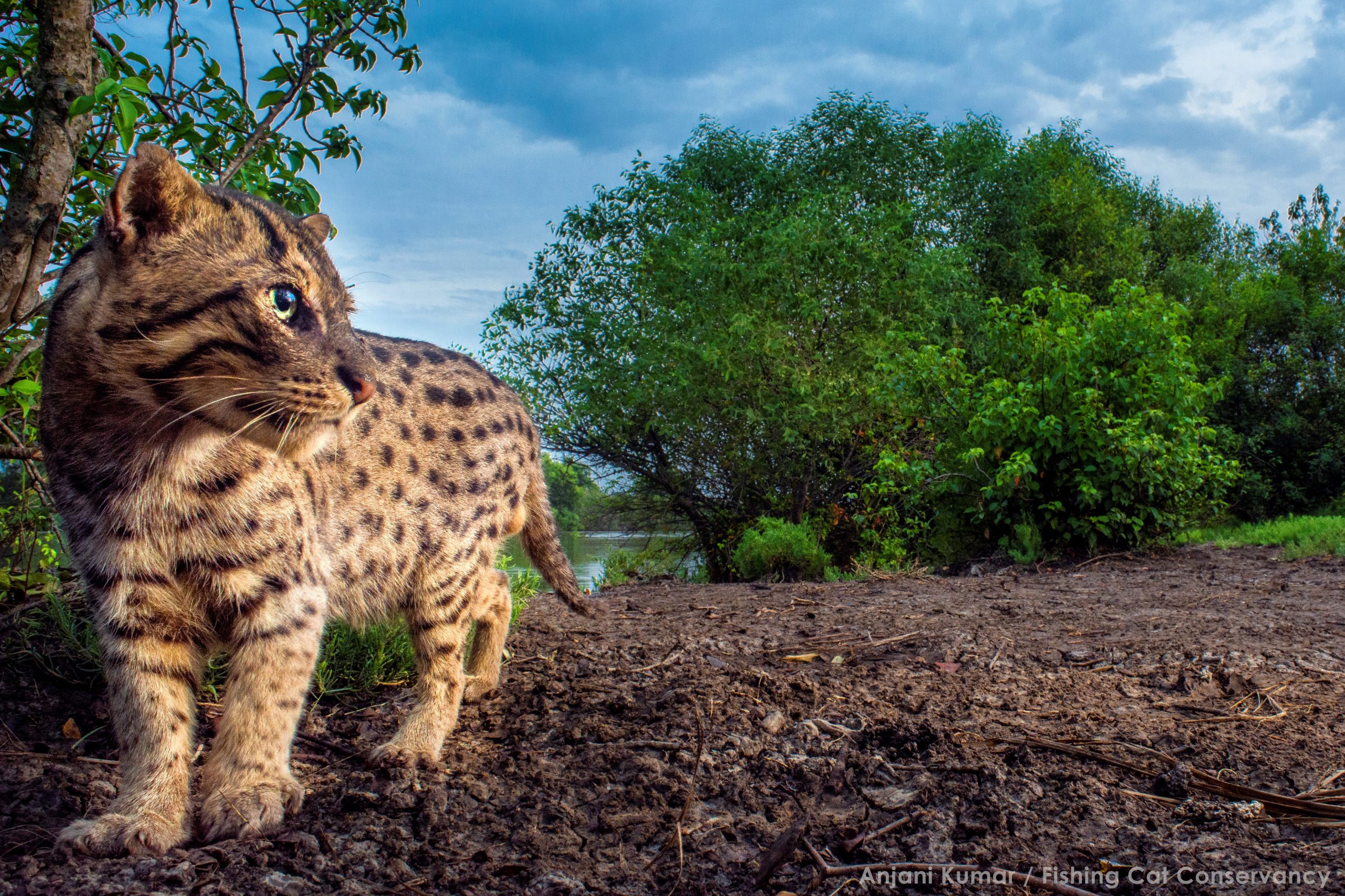 Fishing Cat