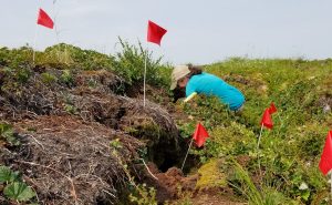 Dr. Sue Natali examines thawed permafrost “slumps” in Alaska’s Yukon River Delta