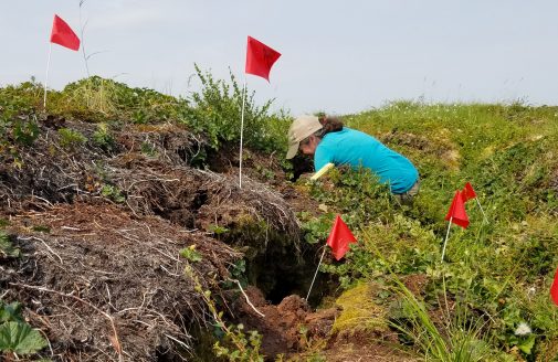 Dr. Sue Natali examines thawed permafrost “slumps” in Alaska’s Yukon River Delta