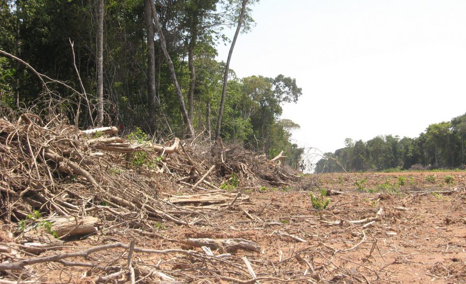 swath of cut trees in an Amazon forest