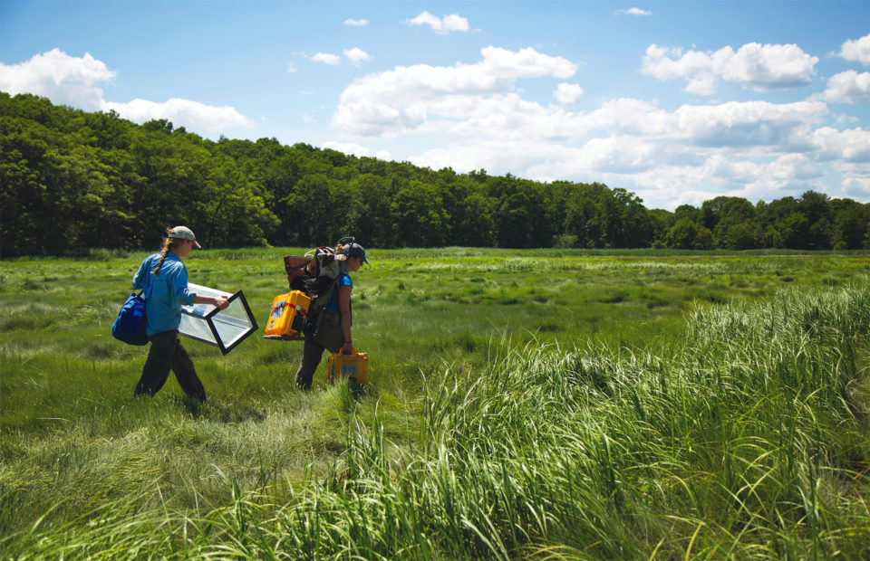 Walking through wetlands carrying equipment to a testing site.