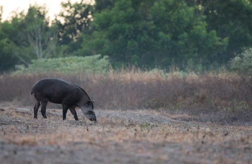 Tapir in a cleared field in early morning..