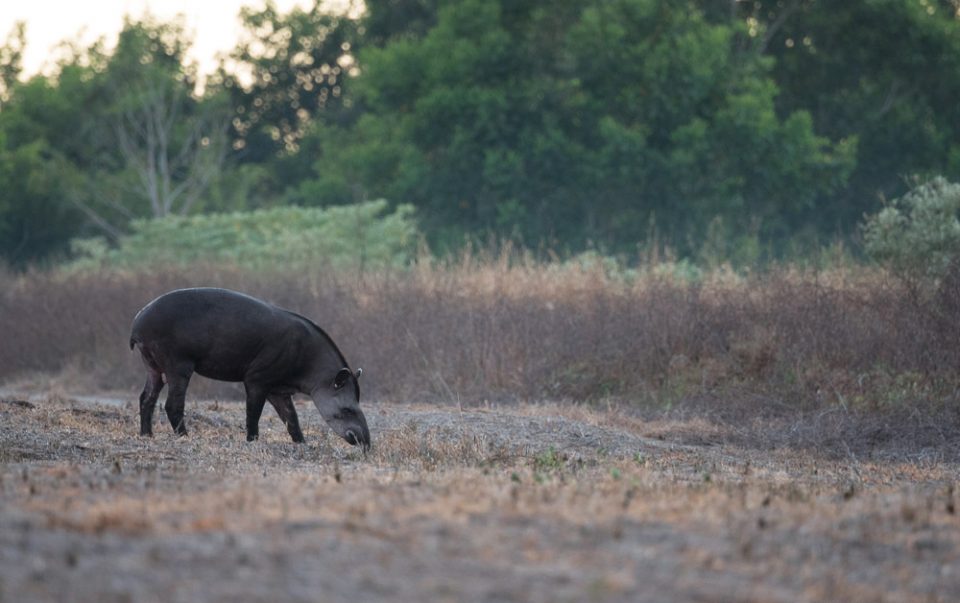 Tapir in a cleared field in early morning..