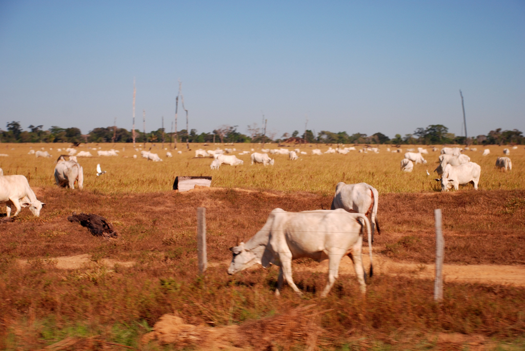 Cattle farm in the Amazon