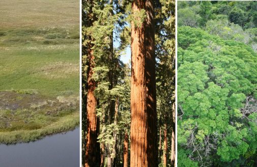 Photo collage of Arctic tundra, pine forest, and Amazon forest.