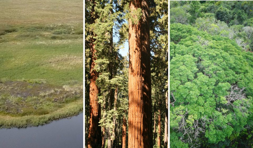 Photo collage of Arctic tundra, pine forest, and Amazon forest.