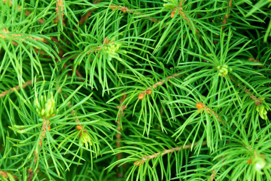 Illustrative image of pine branches.