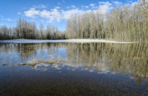 Illustrative image of melting pond ice.