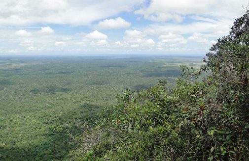 Panoramic view over Brazilian forest.