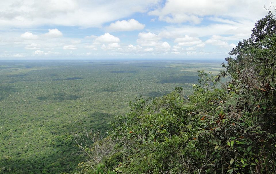 Panoramic view over Brazilian forest.