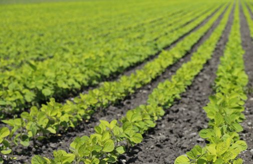 Agricultural crop field