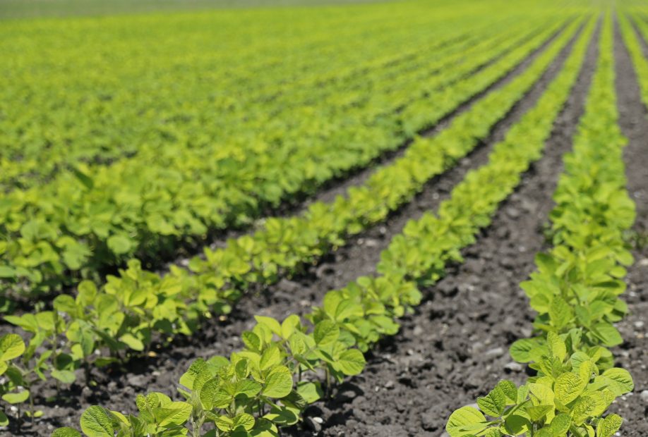 Agricultural crop field