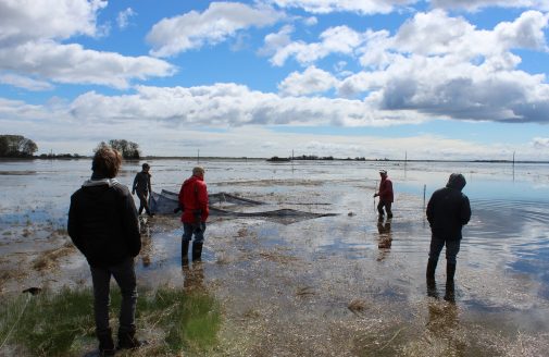 scientists in New England marsh