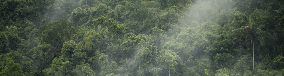 Aerial shot of Amazon forest