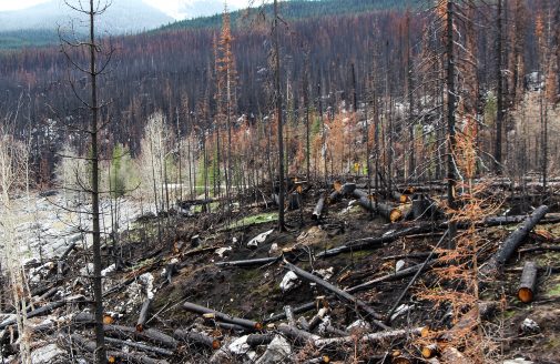 Yukon forest fire burned landscape.