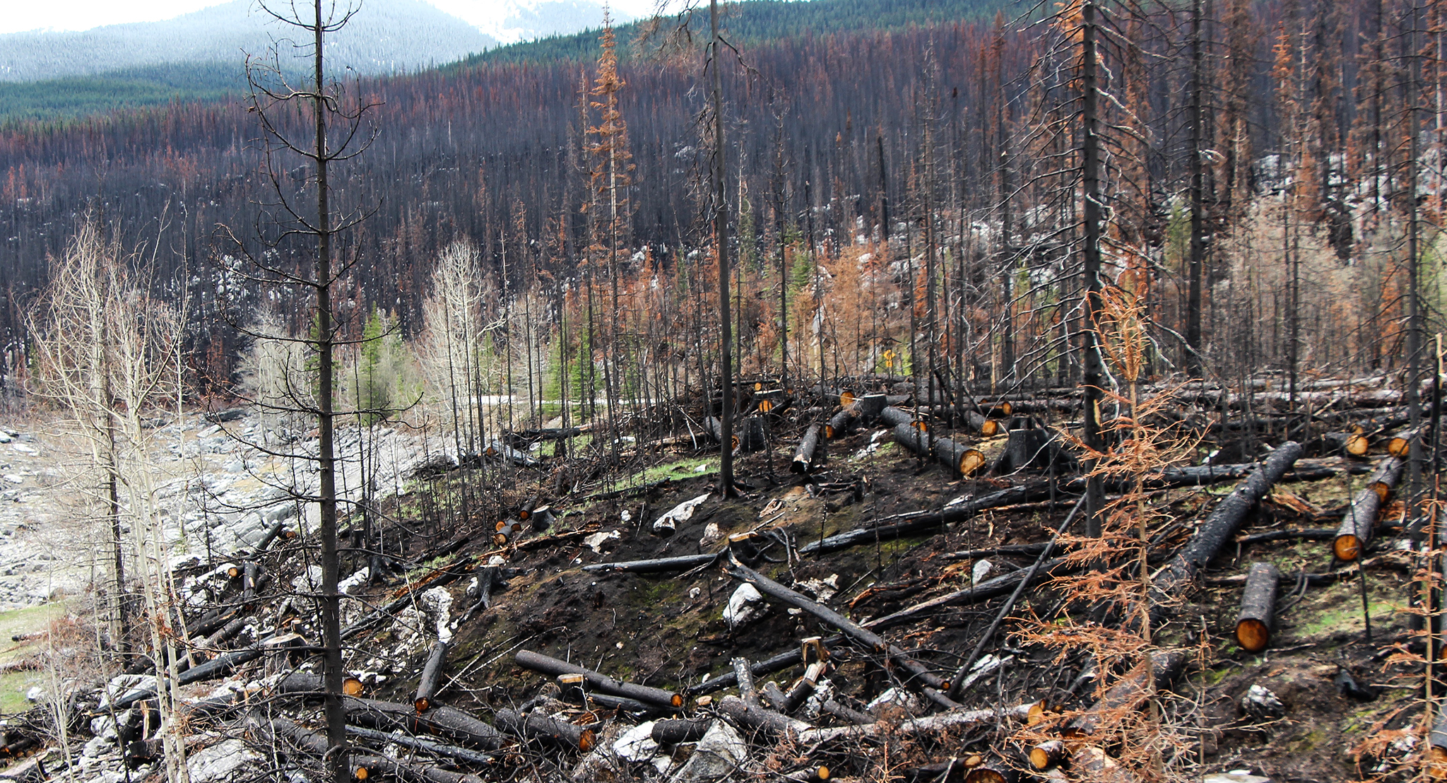 Yukon forest fire burned landscape.