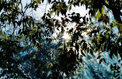 Looking up through smokey air and tree branches, photo by Paulo Brando