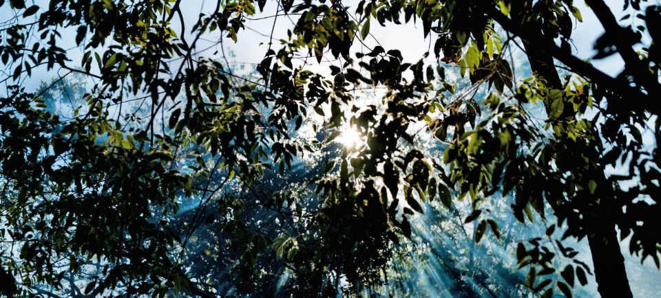 Looking up through smokey air and tree branches, photo by Paulo Brando