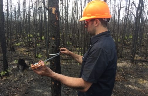 Dr Rogers measuring a tree in a fire-ravaged forest.