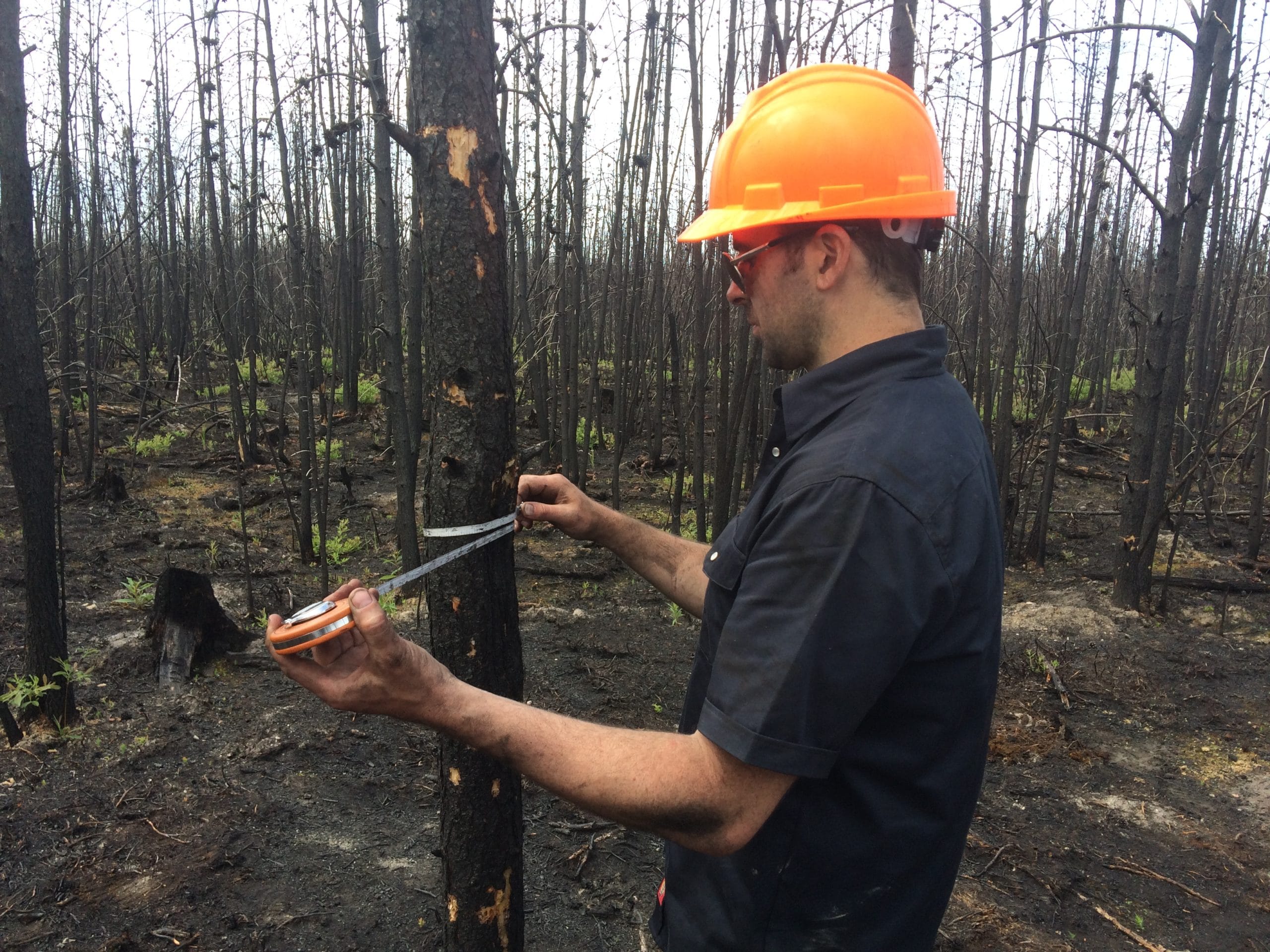 Dr Rogers measuring a tree in a fire-ravaged forest.