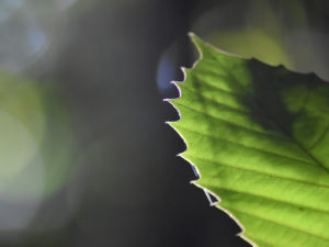 Close up of a leaf