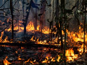 Fire in Amazon forest.