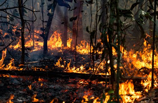 Fire in Amazon forest.