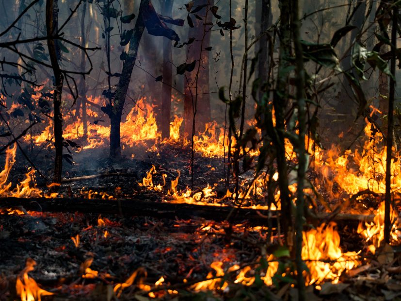 Fire in Amazon forest.