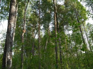 Western Siberia forest.