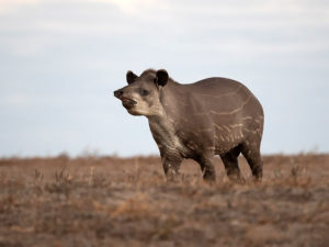 Tapir in a harvested field.