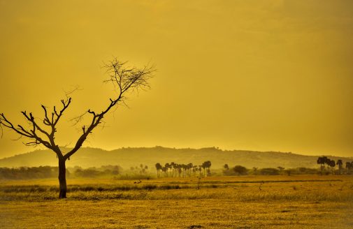 Landscape of dry savanna.