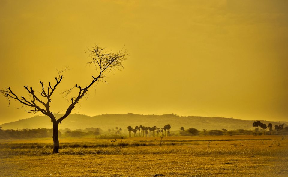 Landscape of dry savanna.