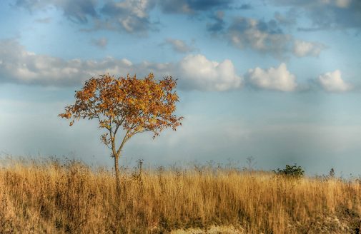 Landscape of a dry tree and field.