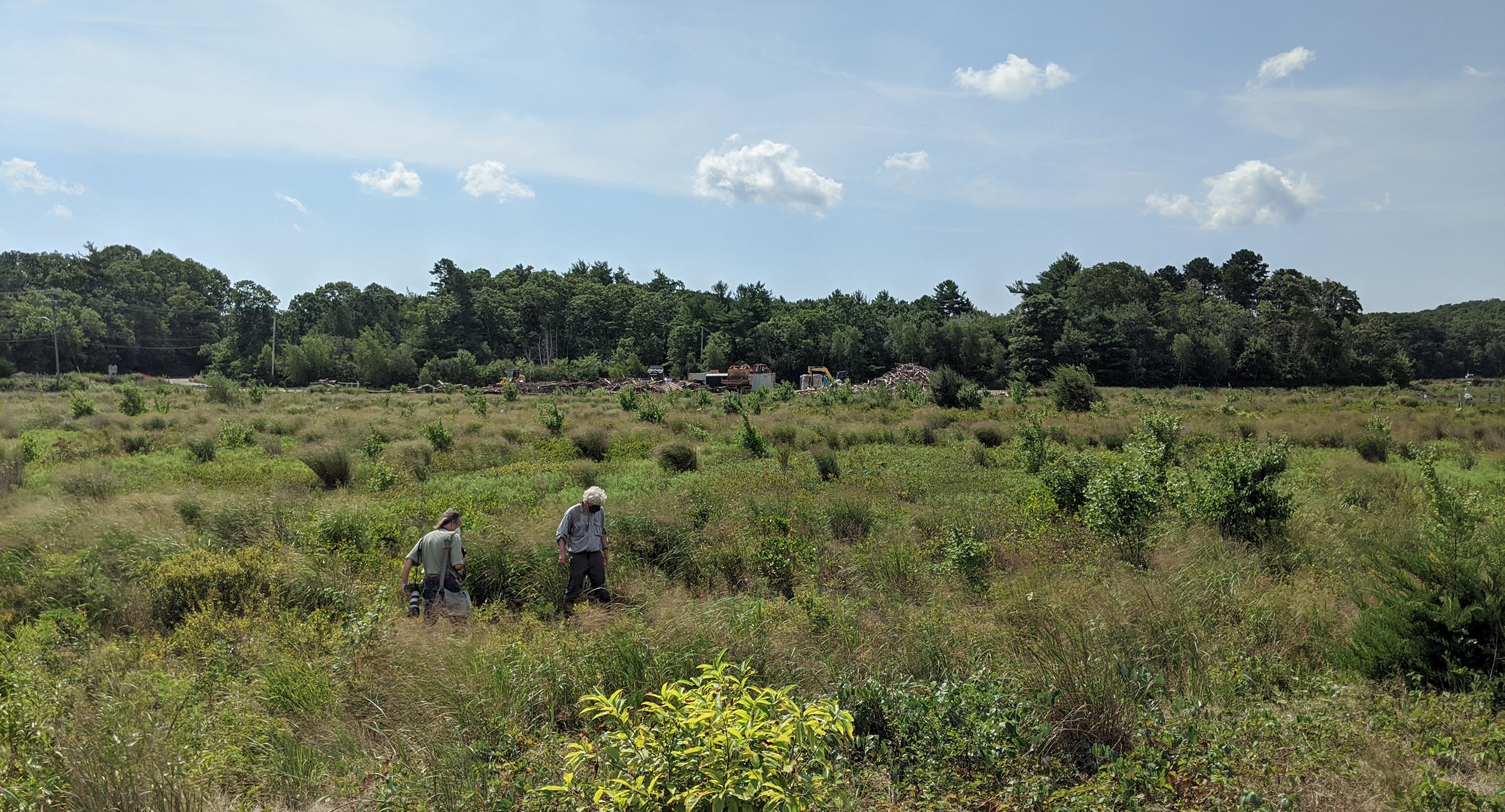 Former cranberry bog restored to a natural state.