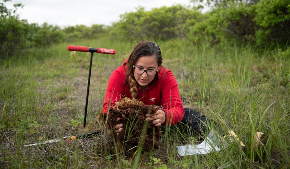 Darcy Peter collecting a soil sample during fieldwork in Alaska..