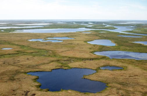 Alaska tundra