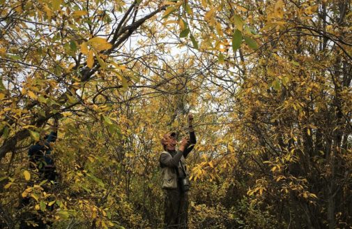 Tundra shrubs