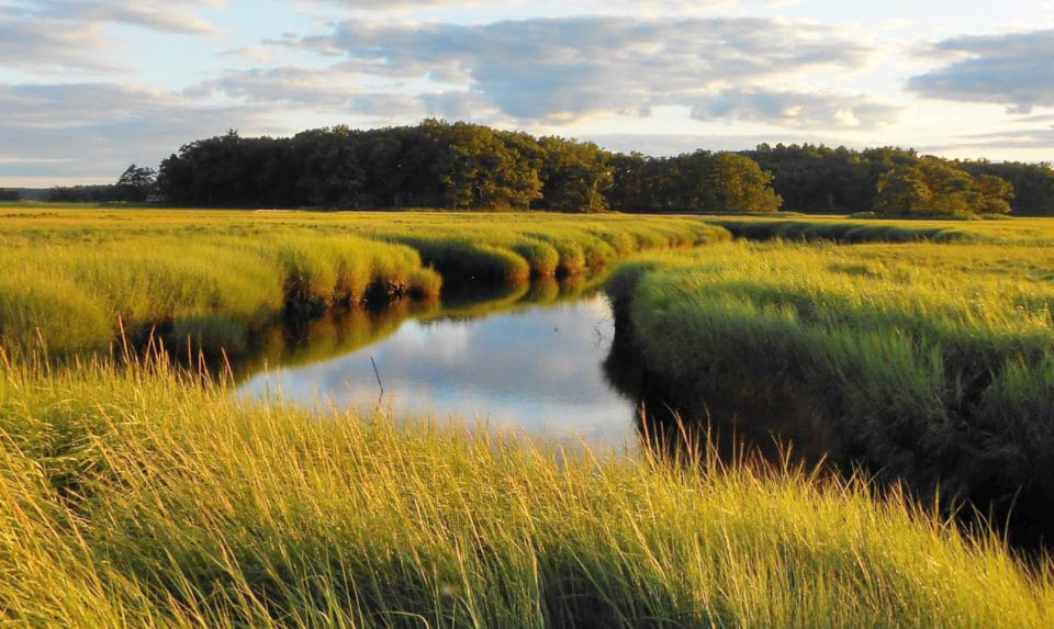 West Creek at Plum Island, photo by by David S. Johnson of Virginia Institute of Marine Science