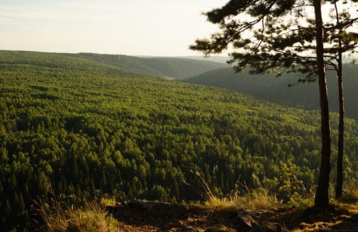 Forest as seen from a hilltop