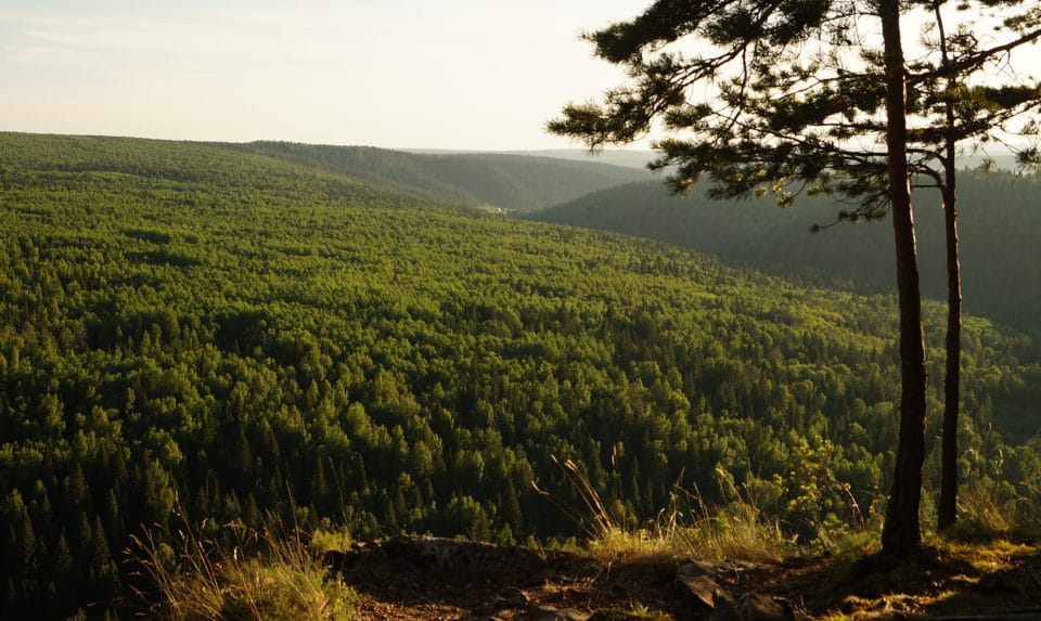 Forest as seen from a hilltop