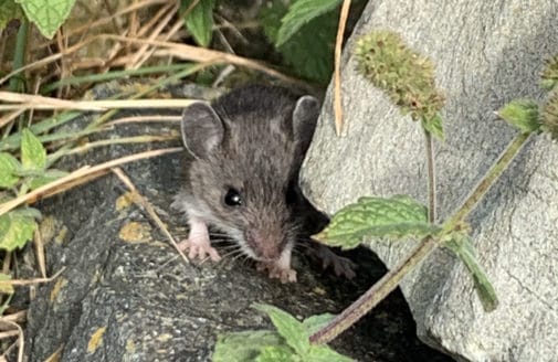 mouse partially hiding in rocks