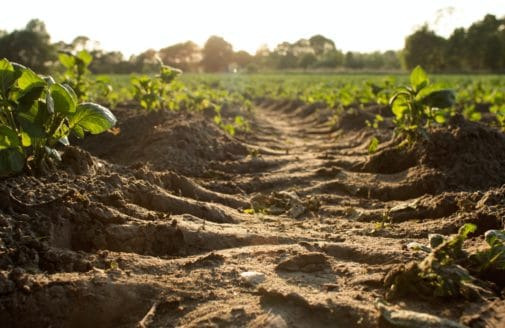 crop rows from ground level. Photo by Dylan de Jonge on Unsplash.